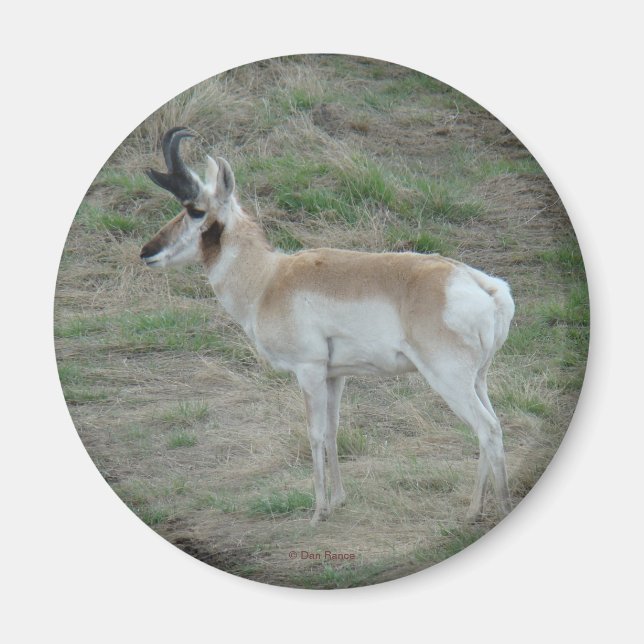 Imán A26 Pronghorn Antelope (Frente)