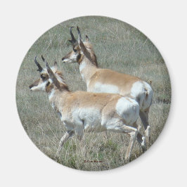 Imán A27 Pronghorn Antelope Young Bucks