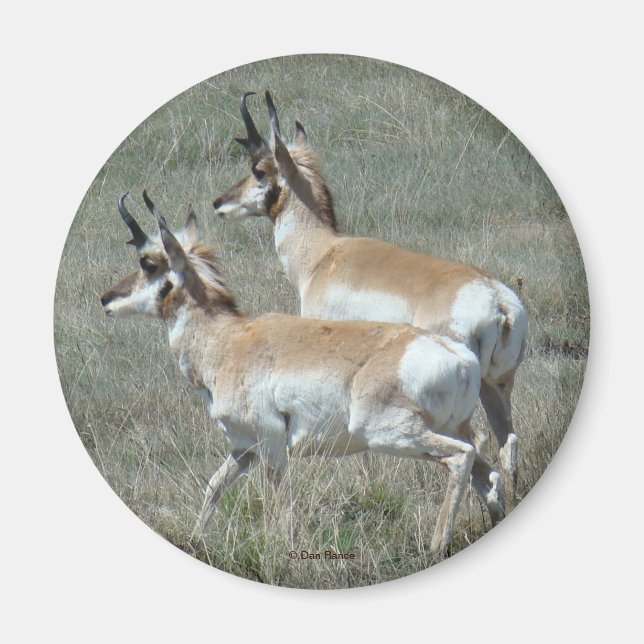 Imán A27 Pronghorn Antelope Young Bucks (Frente)