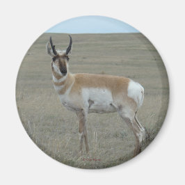 Imán A28 Pronghorn Antelope Young Buck