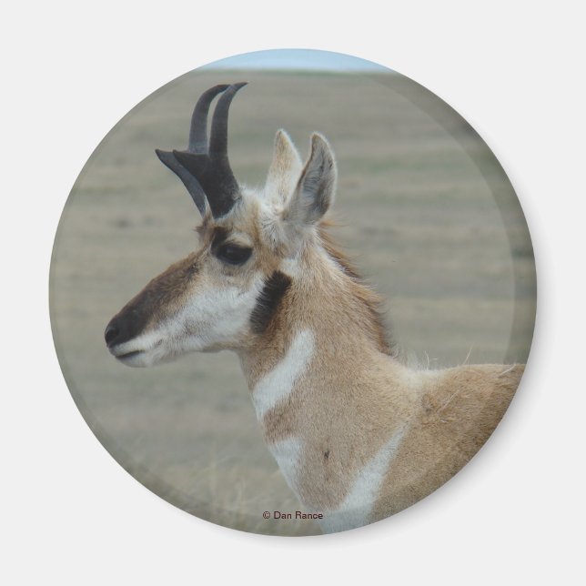 Imán A29 Pronghorn Antelope Perfil de la cabeza joven d (Frente)