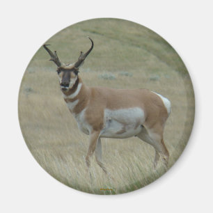 Imán A33 Hornos Crocidos de Antelope Pronghorn