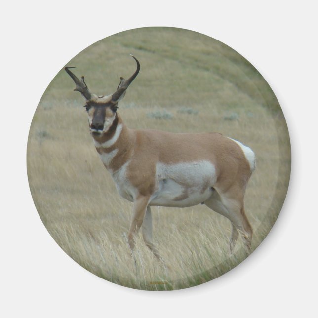 Imán A33 Hornos Crocidos de Antelope Pronghorn (Frente)
