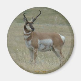 Imán A37 Hornos Crocidos de Antelope Pronghorn