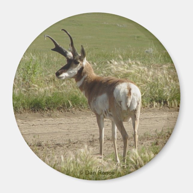 Imán A39 Pronghorn Antelope Buck (Frente)