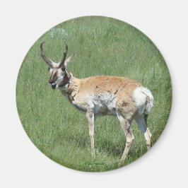 Imán A3 Pronghorn Antelope
