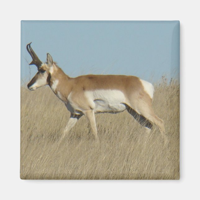 Imán A45a Pronghorn Antelope Buck (Frente)