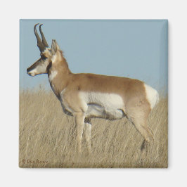Imán A46 Pronghorn Antelope