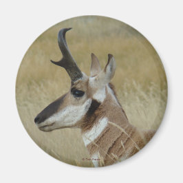 Imán A4 Pronghorn Antelope Young Buck Head Shot Profile