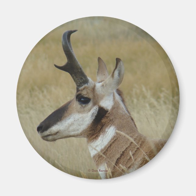 Imán A4 Pronghorn Antelope Young Buck Head Shot Profile (Frente)