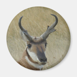 Imán A5 Pronghorn Antelope Big Buck Head