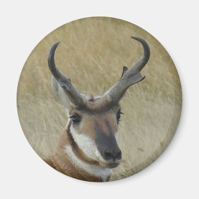 Imán A5 Pronghorn Antelope Big Buck Head (Frente)