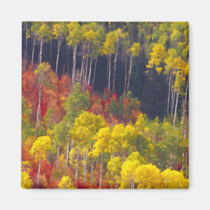 Imán Álamos coloridos en Logan Canyon Utah en el