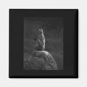 Imán A Meerkat En Una Roca A Los Amantes De La Naturale