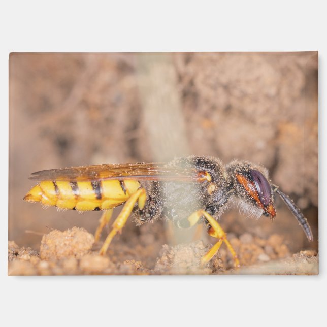 Imán A photograph of a wasp on a magnet (Anverso)