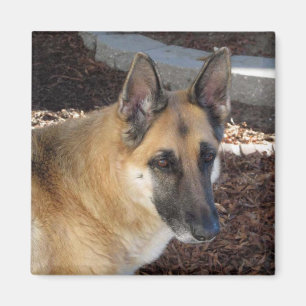 Imán Abby German Shepherd Magnet