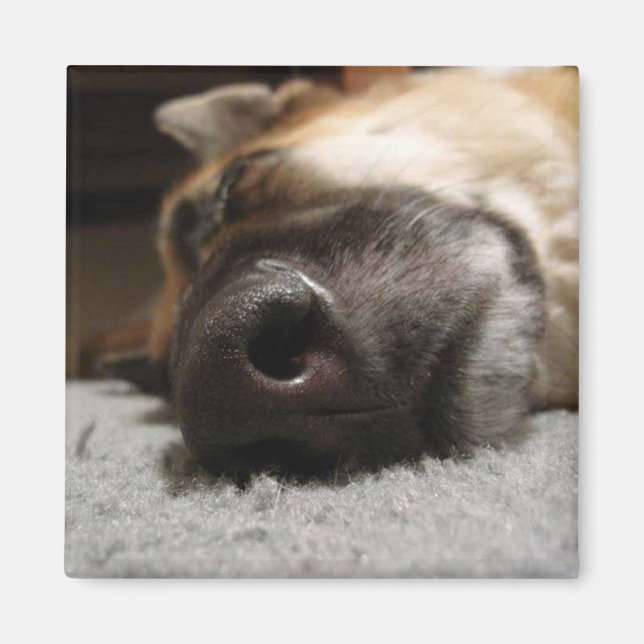Imán Abby Sleeping German Shepherd Magnet (Frente)