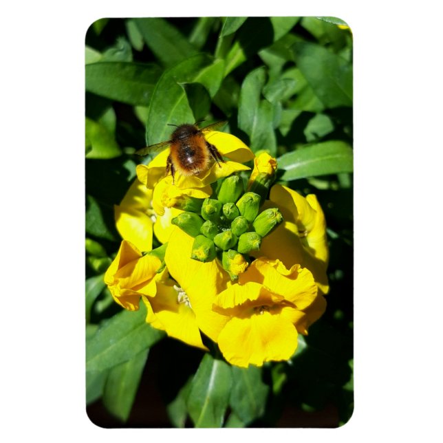 Imán Abeja a las flores amarillas (Vertical)