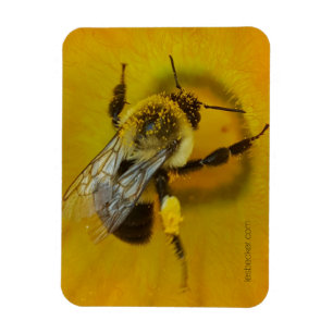 Imán Abeja cubierta de polen