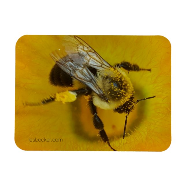Imán Abeja cubierta de polen (Horizontal)