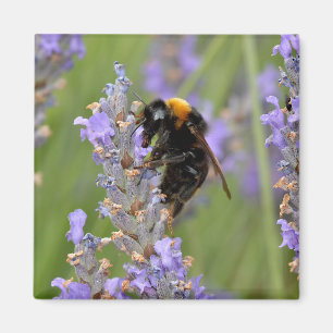 Imán Abeja de buey alimentada con flores de lavanda