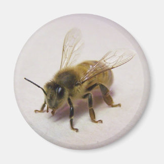 Imán abeja de miel