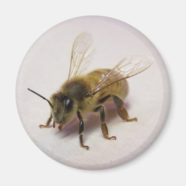 Imán abeja de miel (Frente)
