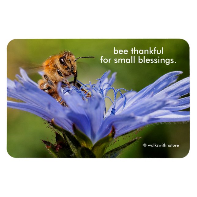 Imán Abeja de miel en la flor del Radicchio (Horizontal)