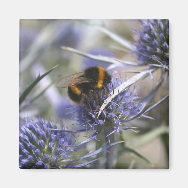 Imán Abeja en cardo (Frente)