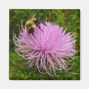 Imán Abeja en Flor de Cardo Naturaleza