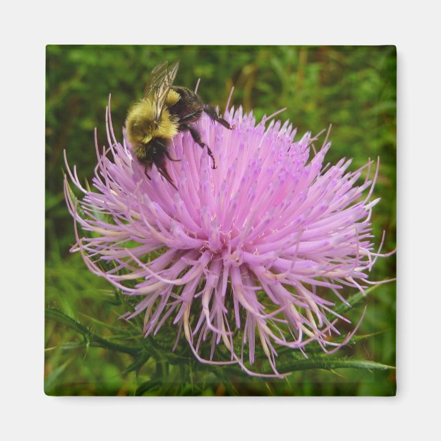 Imán Abeja en Flor de Cardo Naturaleza (Frente)