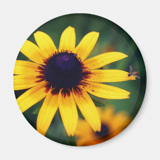 Imán Abeja En Flor De Susana De Ojos Negros Naturaleza 