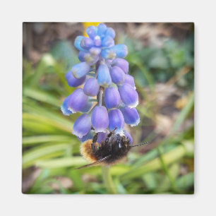 Imán Abeja en Muscari Armeniacum , Hiacinato de uva