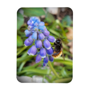 Imán Abeja en Muscari Armeniacum , Hiacinato de uva