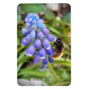 Imán Abeja en Muscari Armeniacum , Hiacinato de uva