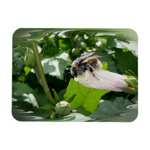 Imán Abeja en verano