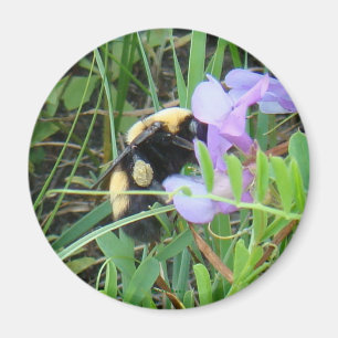 Imán Abeja F2 en Flor Silvestre Púrpura