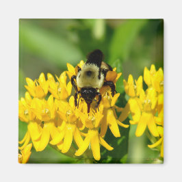 Imán Abeja festejando en flores silvestres de algodonci