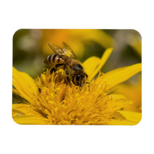 Imán Abeja Melífera Africana con Sacos de Polen Aliment