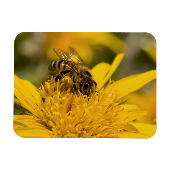Imán Abeja Melífera Africana con Sacos de Polen Aliment (Horizontal)