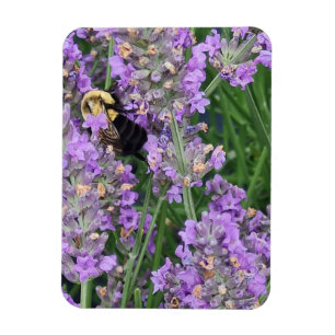 Imán Abeja Melífera en la Lavanda