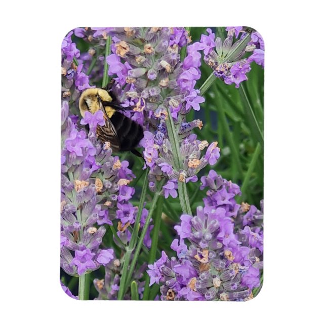 Imán Abeja Melífera en la Lavanda (Vertical)