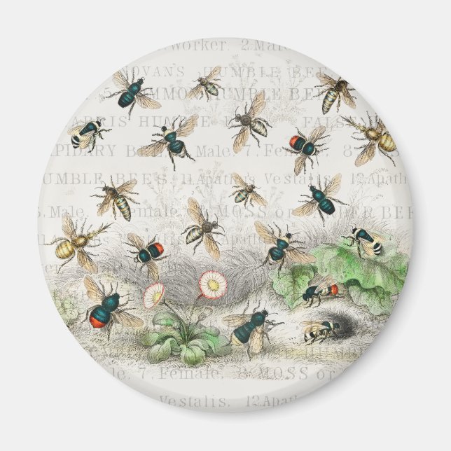 Imán Abeja Miel Trabajador Reina Abejas Antigüo (Frente)