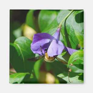 Imán Abeja ocupada
