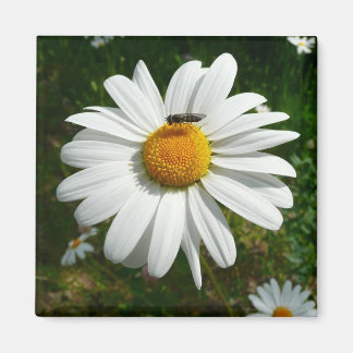 Imán Abeja por la foto natural de Daisy Alaskan