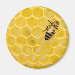 Imán abeja y abeja