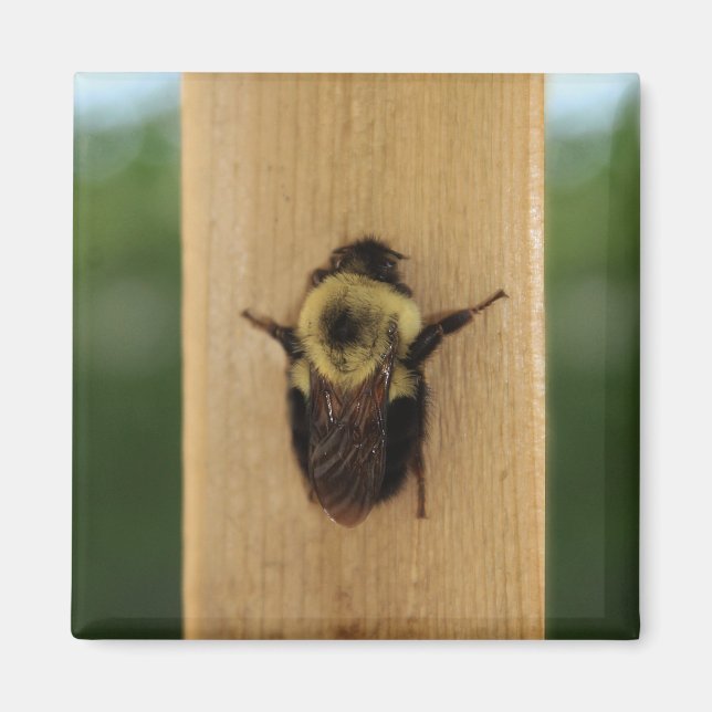 Imán Abeja-zilla (Frente)