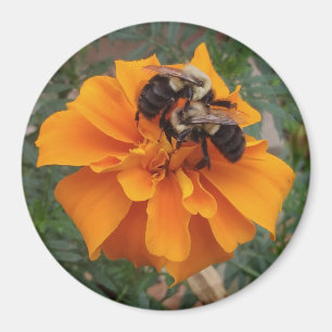 Imán Abejas con flores de Marigold