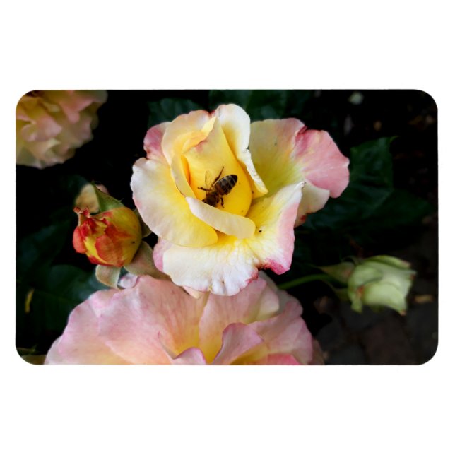 Imán Abejas con flores de rosas amarillas rosas (Horizontal)