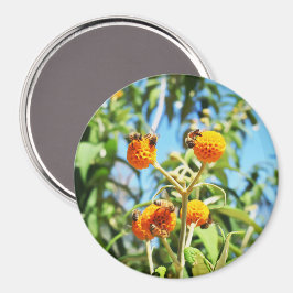 Imán Abejas en el trabajo